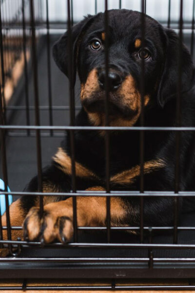 Slijm Aanpassen Nauwgezet Orthopedisch Hondenkussen - traagschuim hondenmand | OrthoKussens
